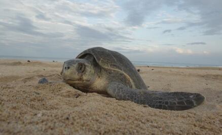 Hallan a 10 tortugas muertas en playas de Costa Grande de Guerrero