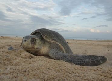 Hallan a 10 tortugas muertas en playas de Costa Grande de Guerrero