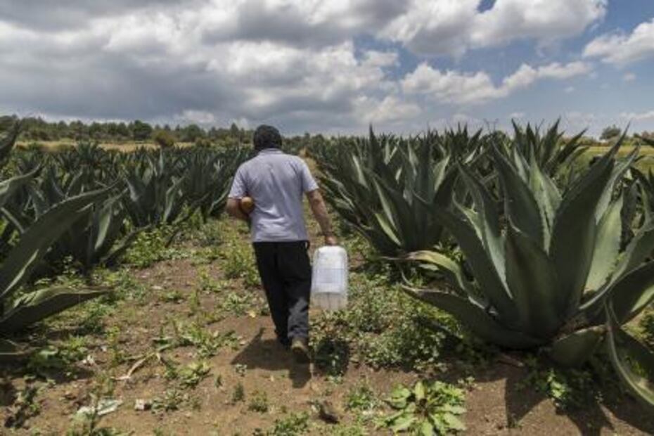 ¿Desaparece la tradición del pulque en Milpa Alta?