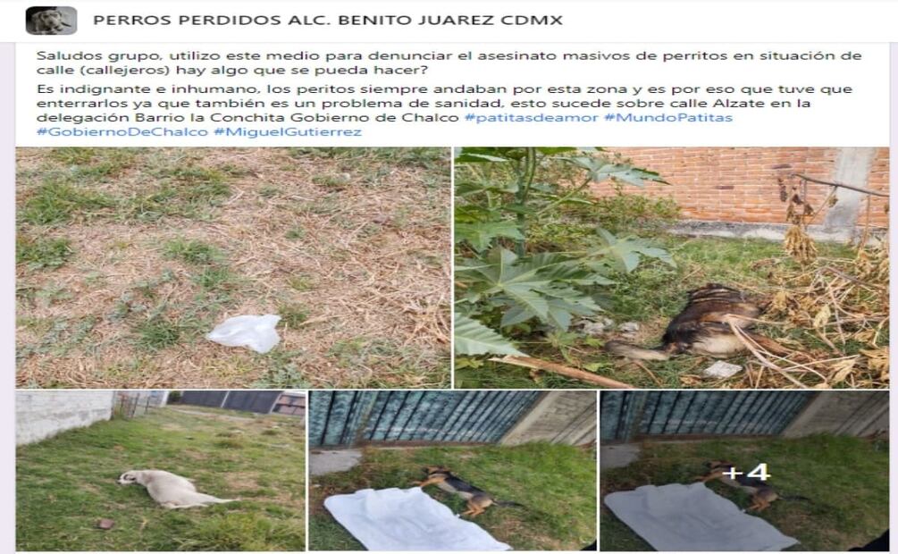 Decenas de perros callejeros deambulan por las calles en busca de comida. Foto: Especial