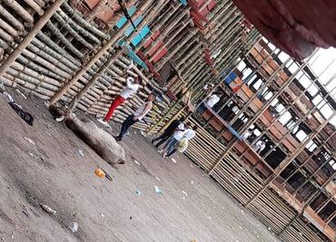 Toro de plaza desplomada en Colombia murió acuchillado y golpeado, revela senadora