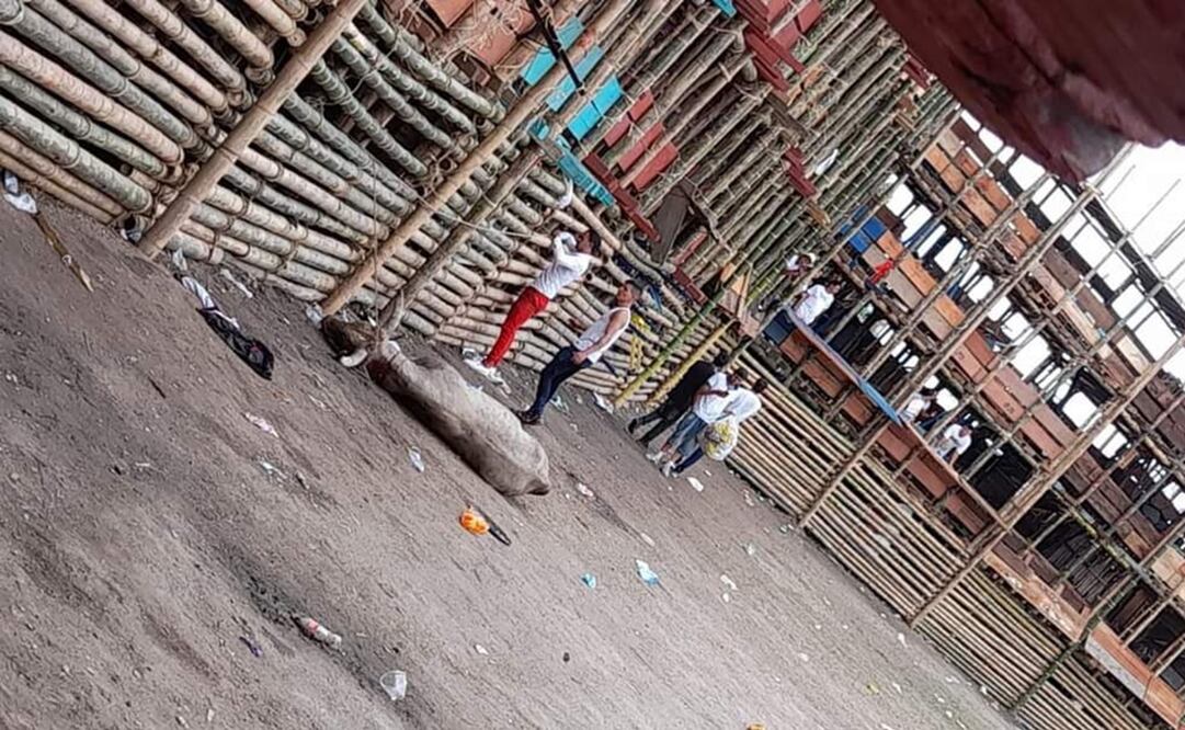 Foto: tomada de Twitter. @andreanimalidad