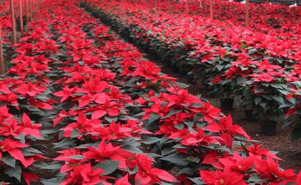 Más de 1 millón de Nochebuenas están listas para ser vendidas en la CDMX 