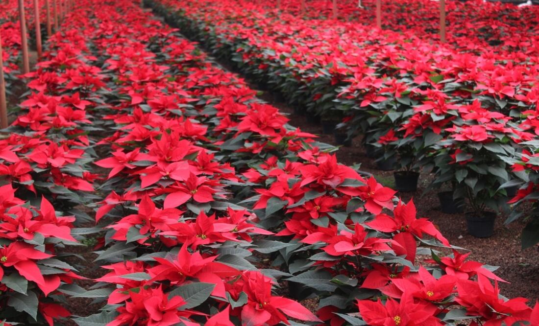 Floricultores de la zona chinampera ofertan sus productos de excelente calidad y a buen precio. Foto: Especial