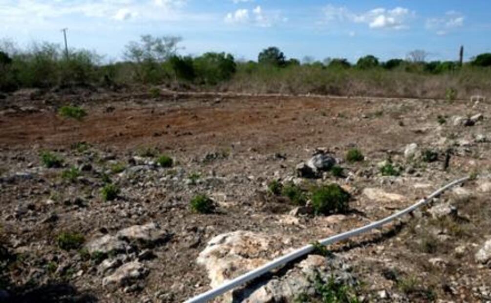 Historia. Engañan a campesinos de Yucatán con obras agrícolas