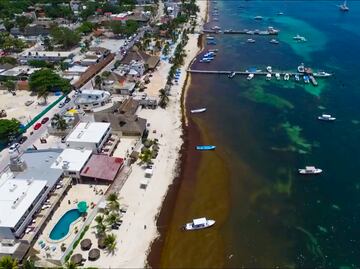 UNAM crea comité de científicos para combatir el sargazo en Quintana Roo