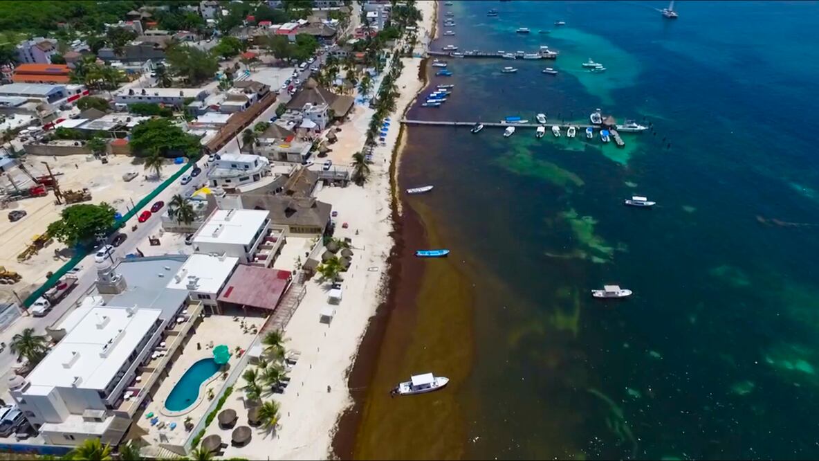 Sargazo en playas de Quintana Roo. Foto: Archivo