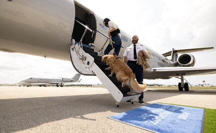 ¡Guau, guau! "Air Ladrido" se estrena como la aerolínea alternativa de lujo para perros
