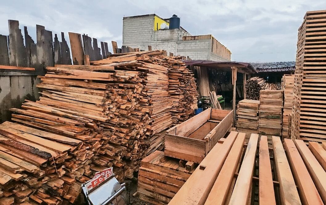 Un árbol adulto tiene aproximadamente cuatro metros de madera, cada metro está cotizado en el mercado a más de mil pesos, por lo que cada uno deja ganancias mínimas de 4 mil pesos. Foto: Especial