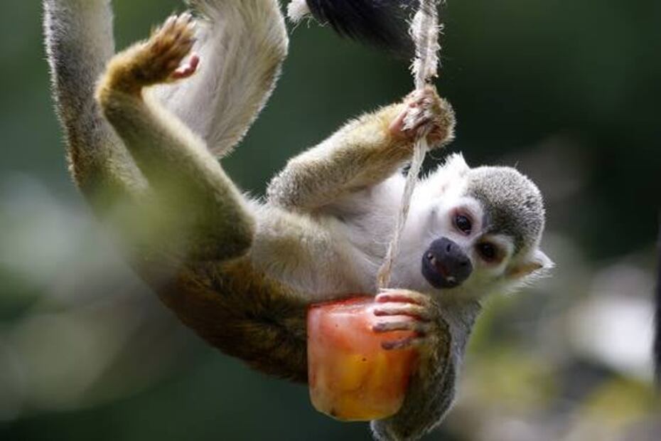 Dan helados a animales del zoológico de Medellín por ola de calor
