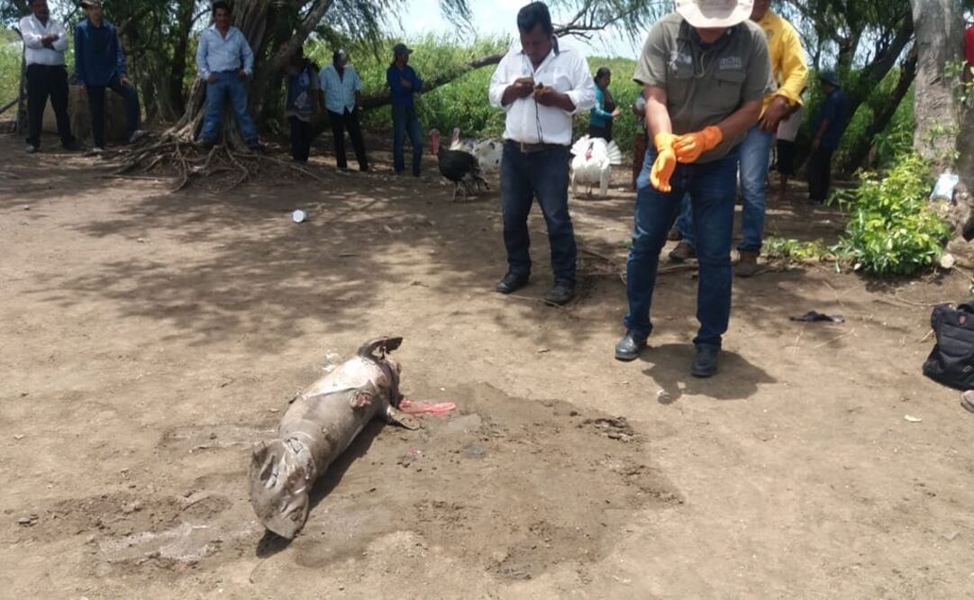 La Profepa informó de la muerte de un manatí cría en la Ranchería Cañaveralito, del municipio de Centla. Foto: Twitter @PROFEPA_Mx