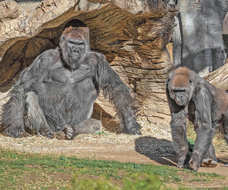 Gorilas del Parque Zoológico Safarim en San Diego, empezaron a tener tos y congestión; dieron positivo a Covid-19. Foto: KEN BOHN. AP
