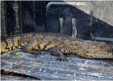 Capturan a cocodrilo de casi dos metros en calles de Hunucmá, Yucatán