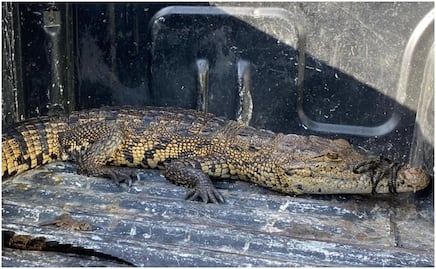 Capturan a cocodrilo de casi dos metros en calles de Hunucmá, Yucatán