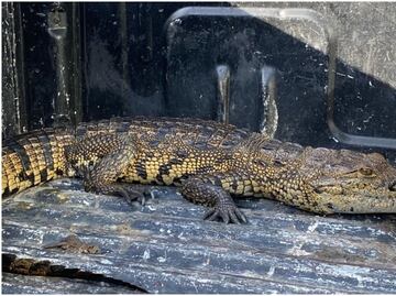 Capturan a cocodrilo de casi dos metros en calles de Hunucmá, Yucatán