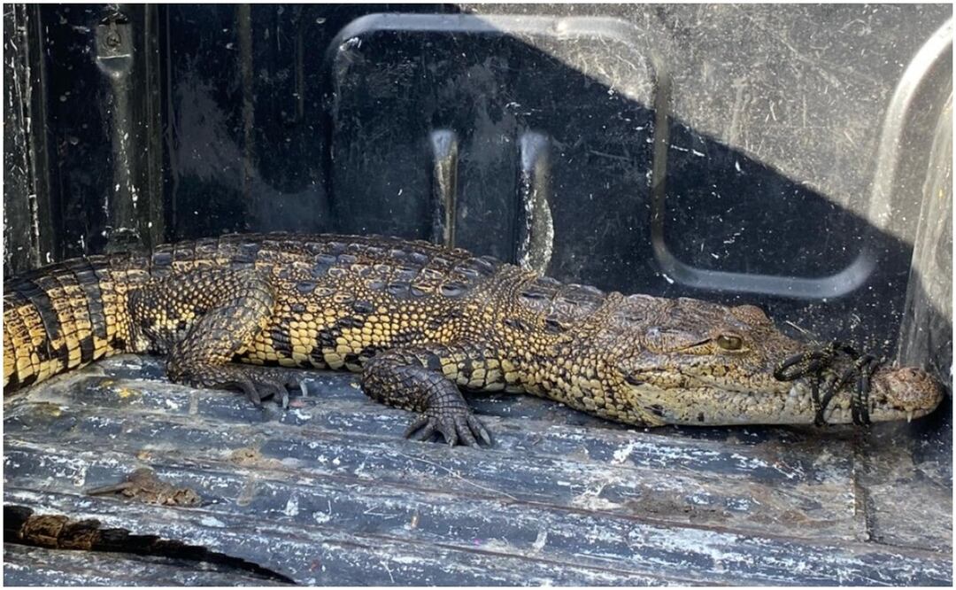 Un cocodrilo fue capturado en el municipio de Hunucmá, Yucatán. Foto: Especial