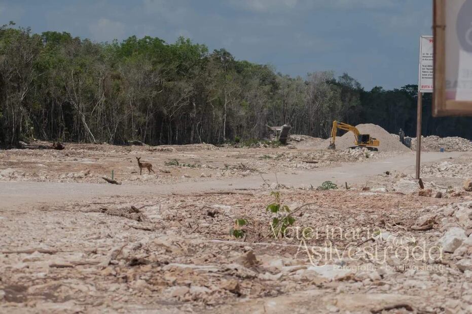 Foto: MVZ Leonor Vázquez Rivera de Veterinaria Asilvestrada