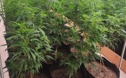 Aseguran invernadero de marihuana en comunidad indígena de Hermosillo, Sonora; no se reportan detenidos