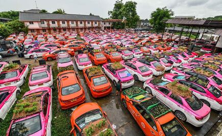 Cientos de autos abandonados se transforman en macetas de cultivo 