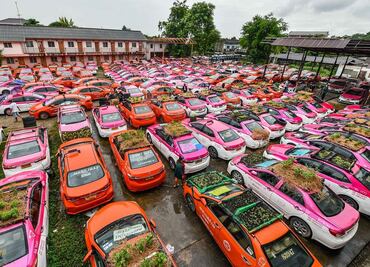 Cientos de autos abandonados se transforman en macetas de cultivo