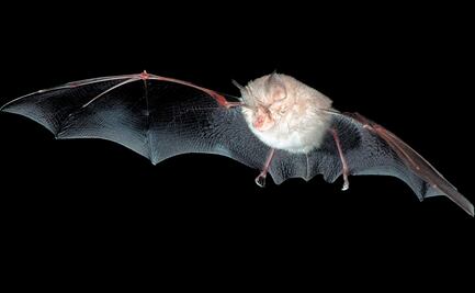 Murciélagos y roedores, las especies que más contagian a los humanos