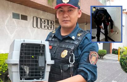 Michi se atora en tubería de edificio y policías tienen que hacer boquete para sacarlo en la Benito Juárez VIDEO
