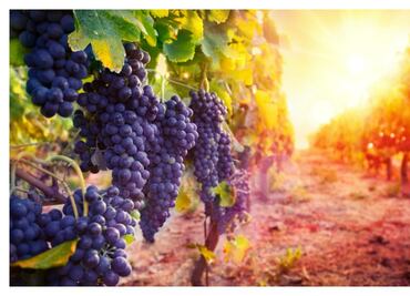 La uva Malbec, insignia de Argentina