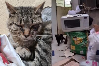 Denuncian maltrato animal contra gatitos en vivienda de la Venustiano Carranza 