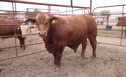 Durango y Coahuila toman medidas ante cierre a importación de ganado mexicano por gusano barrenador