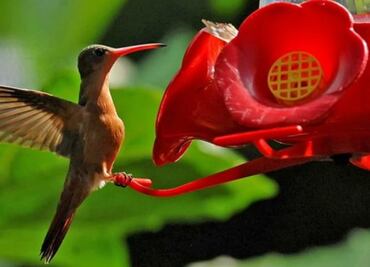 Al rescate de la abeja; otras especies importantes en la polinización