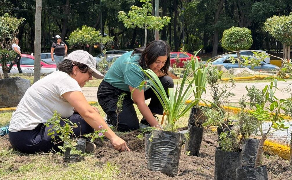 Reforestan Plaza Pentathlón; plantan árboles y jardines polinizadores en la Roma Sur. Foto: Especial