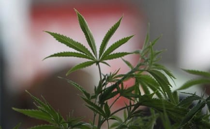 Medical Marijuana eyes Mexico as next big market
