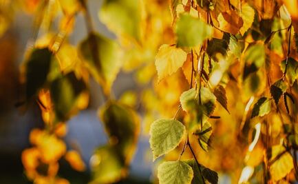 Infusión para quemar grasa abdominal