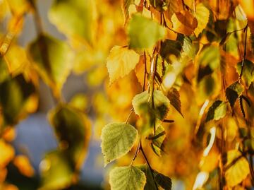 Infusión para quemar grasa abdominal