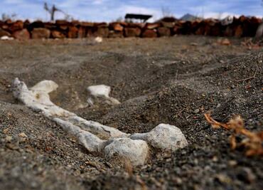 Descubren restos de un dinosaurio que existió hace 190 millones de años