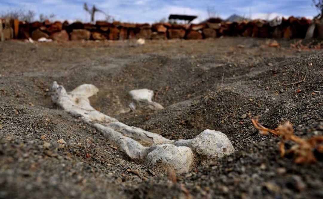 Ilustración de un hueso de dinosaurio encontrado en una zona paleontologica en Coahuila, México. Foto: El Universal, archivo