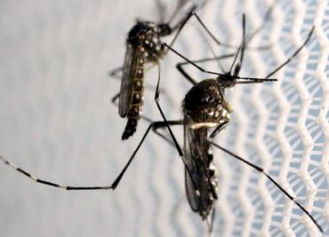 Autoriza EU uso de un mosquito transgénico contra zika