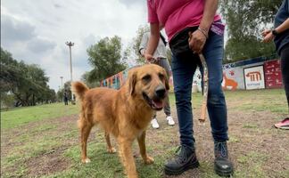 Metro rescata animales exóticos y 73 mascotas en 2025; refuerzan vigilancia y protocolos de protección animal