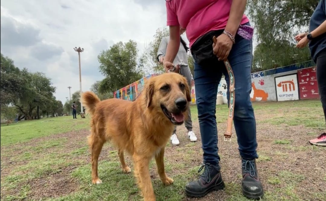 Metro rescata animales exóticos y 73 mascotas en 2025; refuerzan vigilancia y protocolos de protección animal. Foto: Especial