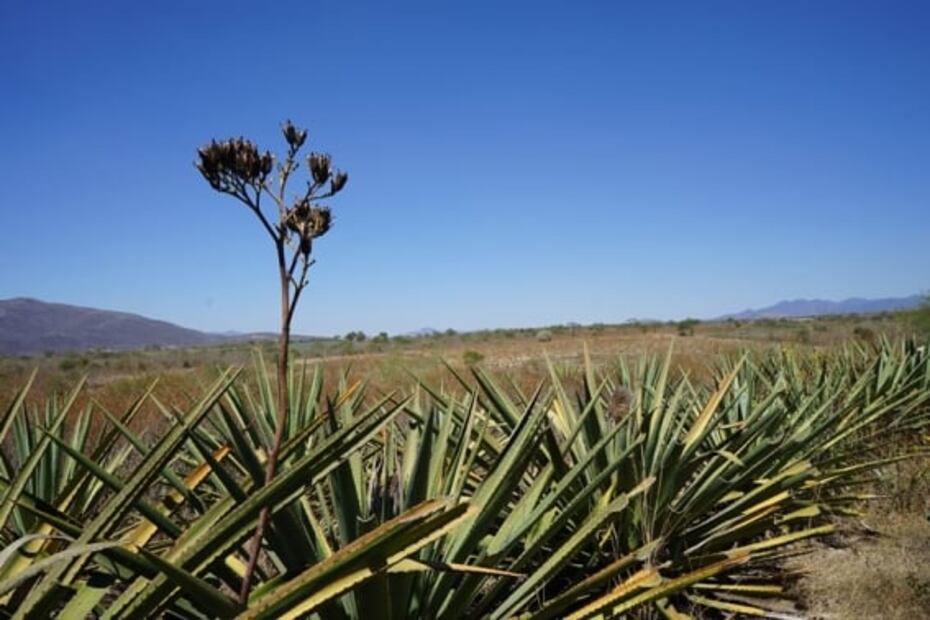 Descubre el mezcal que se elabora en Zapotitlán, Jalisco