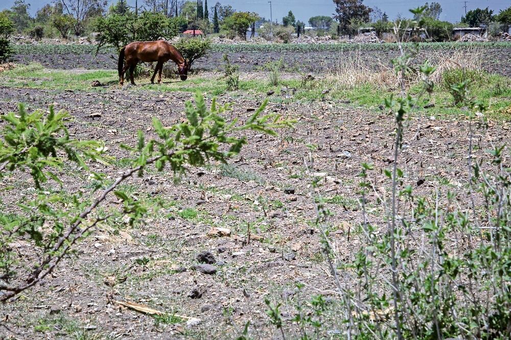 En el caso del sector pesquero y acuícola, el SIAP estimó una producción de 1,97 millones de toneladas, un 0,3 % por debajo de 2023. Fotos: Archivo/El Universal