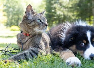 Seguro para mascotas, una inversión responsable; ¿qué opciones hay?