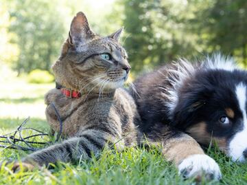 Seguro para mascotas, una inversión responsable; ¿qué opciones hay?