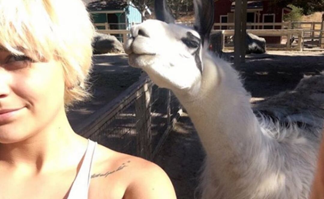 Posó para una selfie con una alpaca Foto: Instagram