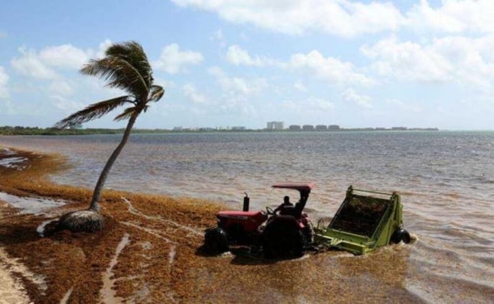 Llena sargazo playas de Cancún previo a Semana Santa