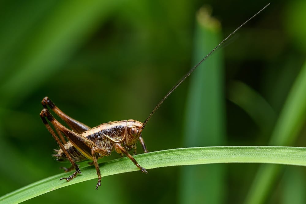 Además de una melodía nocturna, el canto de los grillos esconde un significado. Foto:  Pexels