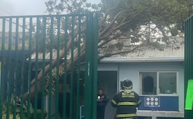 Bomberos retiran árboles caídos por fuertes lluvias del miércoles; algunos superaban los 20 metros