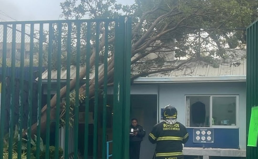 Bomberos de la CDMX retiran árboles caídos. Foto: Tomada de la cuenta de X de @Bomberos_CDMX