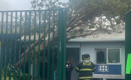 Bomberos retiran árboles caídos por fuertes lluvias del miércoles; algunos superaban los 20 metros