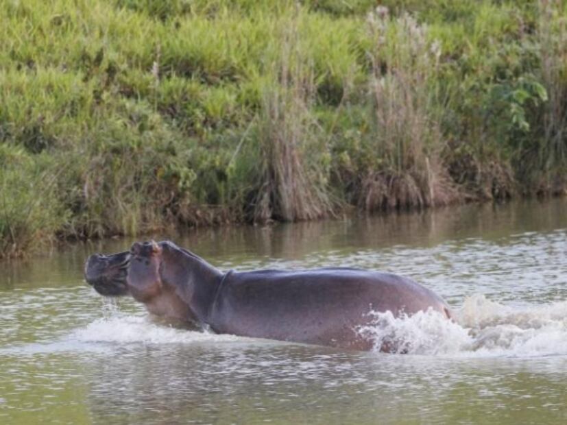 Hipopótamos de Pablo Escobar, un riesgo para la población: autoridades
